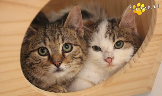 Katze Maxi (Foto by Tiereck.at - Lavanttaler Tierhilfe)