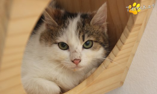 Katze Maxi (Foto by Tiereck.at - Lavanttaler Tierhilfe)