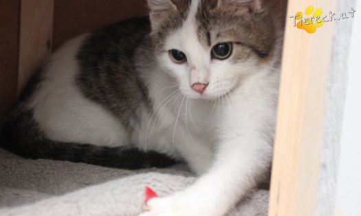 Katze Maxi (Foto by Tiereck.at - Lavanttaler Tierhilfe)
