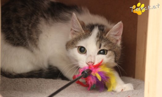 Katze Maxi (Foto by Tiereck.at - Lavanttaler Tierhilfe)