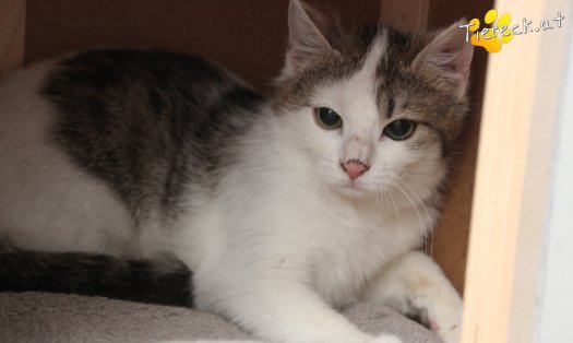 Katze Maxi (Foto by Tiereck.at - Lavanttaler Tierhilfe)