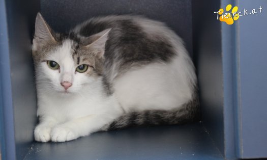 Katze Maxi (Foto by Tiereck.at - Lavanttaler Tierhilfe)