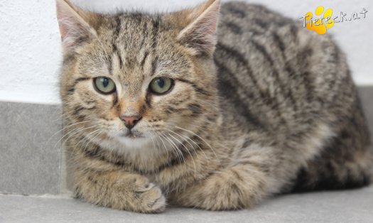 Katze Sammy (Foto by Tiereck.at - Lavanttaler Tierhilfe)
