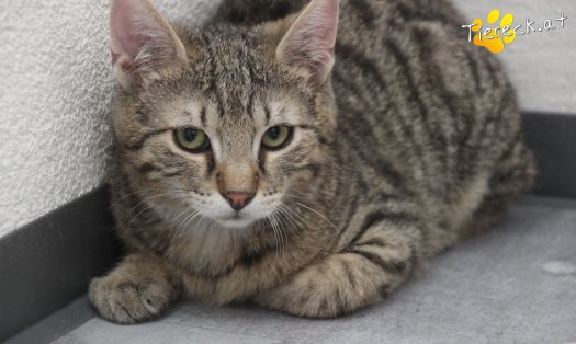 Katze Sammy (Foto by Tiereck.at - Lavanttaler Tierhilfe)