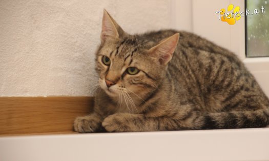 Katze Sammy (Foto by Tiereck.at - Lavanttaler Tierhilfe)