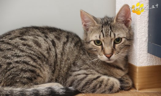 Katze Sammy (Foto by Tiereck.at - Lavanttaler Tierhilfe)