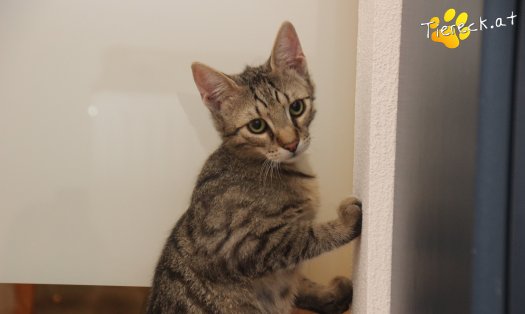 Katze Sammy (Foto by Tiereck.at - Lavanttaler Tierhilfe)