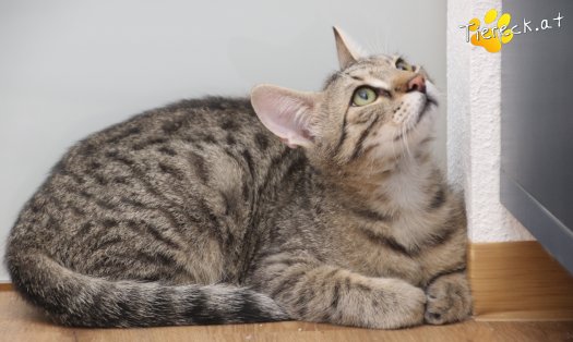 Katze Sammy (Foto by Tiereck.at - Lavanttaler Tierhilfe)