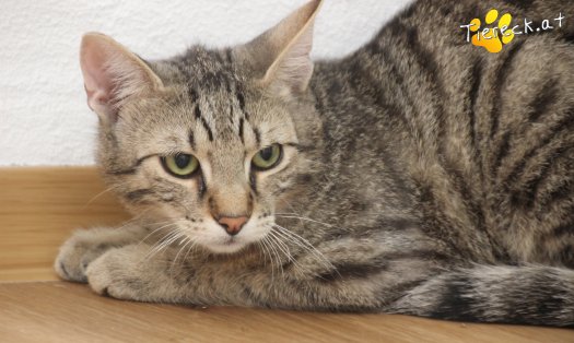 Katze Sammy (Foto by Tiereck.at - Lavanttaler Tierhilfe)