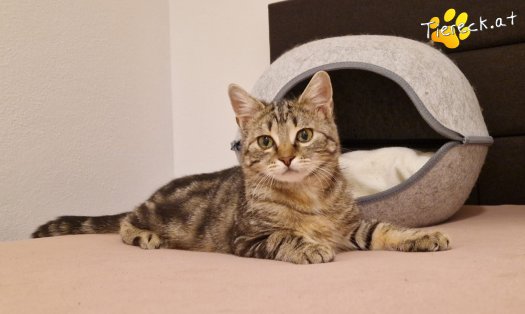 Katze Tali (Foto by Tiereck.at - Lavanttaler Tierhilfe)