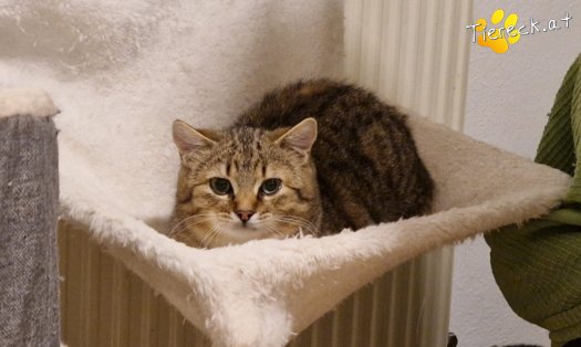 Katze Jack (Foto by Tiereck.at - Lavanttaler Tierhilfe)