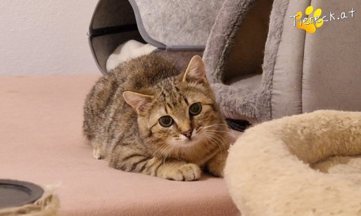 Katze Jack (Foto by Tiereck.at - Lavanttaler Tierhilfe)