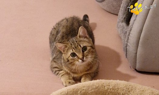 Katze Jack (Foto by Tiereck.at - Lavanttaler Tierhilfe)