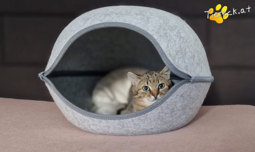 Katze Jack (Foto by Tiereck.at - Lavanttaler Tierhilfe)