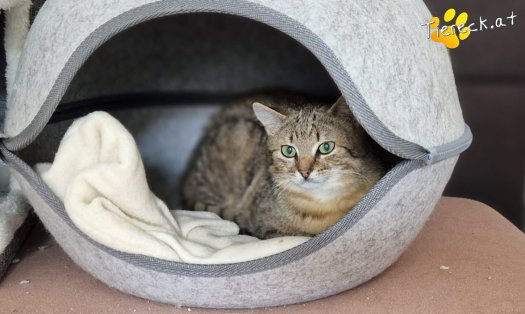 Katze Jack (Foto by Tiereck.at - Lavanttaler Tierhilfe)