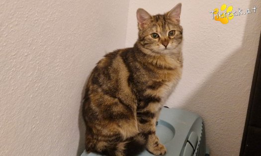 Katze Ziva (Foto by Tiereck.at - Lavanttaler Tierhilfe)