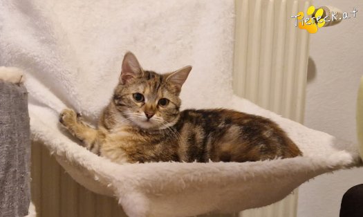 Katze Ziva (Foto by Tiereck.at - Lavanttaler Tierhilfe)