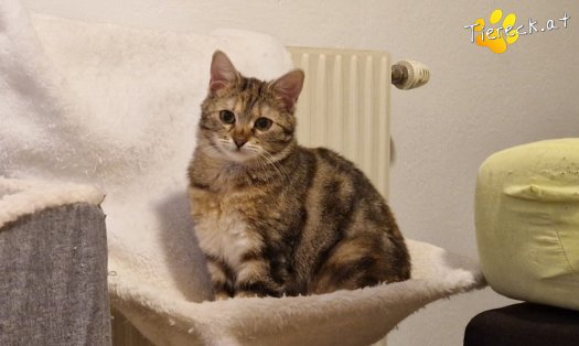 Katze Ziva (Foto by Tiereck.at - Lavanttaler Tierhilfe)