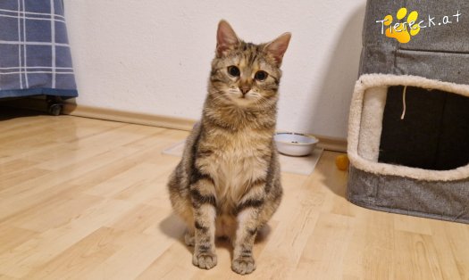 Katze Ziva (Foto by Tiereck.at - Lavanttaler Tierhilfe)