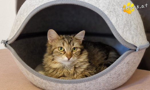 Katze Elfie (Foto by Tiereck.at - Lavanttaler Tierhilfe)
