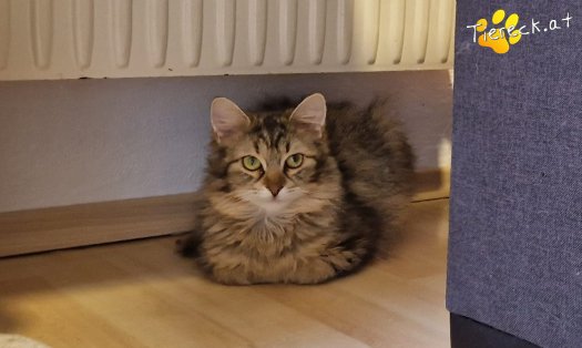 Katze Elfie (Foto by Tiereck.at - Lavanttaler Tierhilfe)