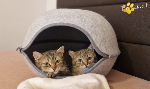Katze Elfie (Foto by Tiereck.at - Lavanttaler Tierhilfe)