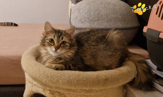 Katze Elfie (Foto by Tiereck.at - Lavanttaler Tierhilfe)