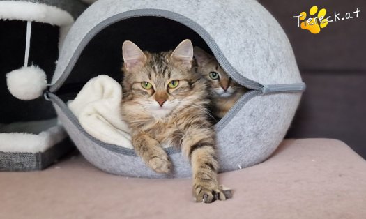 Katze Elfie (Foto by Tiereck.at - Lavanttaler Tierhilfe)