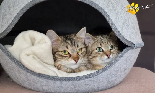 Katze Elfie (Foto by Tiereck.at - Lavanttaler Tierhilfe)