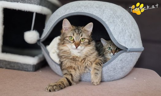 Katze Elfie (Foto by Tiereck.at - Lavanttaler Tierhilfe)
