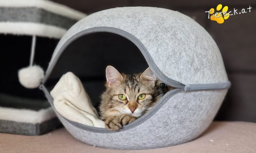 Katze Elfie (Foto by Tiereck.at - Lavanttaler Tierhilfe)