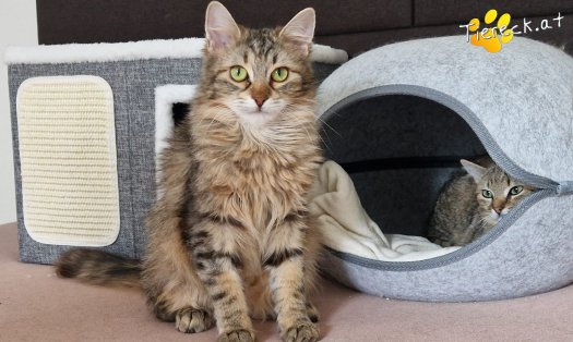 Katze Elfie (Foto by Tiereck.at - Lavanttaler Tierhilfe)