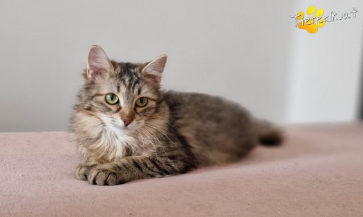 Katze Elfie (Foto by Tiereck.at - Lavanttaler Tierhilfe)