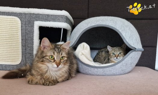 Katze Elfie (Foto by Tiereck.at - Lavanttaler Tierhilfe)