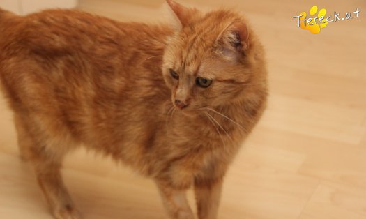 Katze Mutzi (Foto by Tiereck.at - Lavanttaler Tierhilfe)