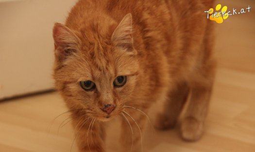 Katze Mutzi (Foto by Tiereck.at - Lavanttaler Tierhilfe)