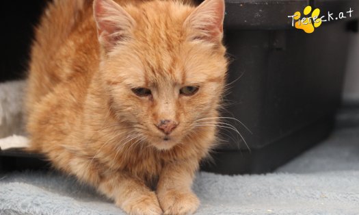 Katze Mutzi (Foto by Tiereck.at - Lavanttaler Tierhilfe)