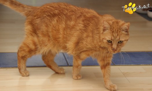 Katze Mutzi (Foto by Tiereck.at - Lavanttaler Tierhilfe)