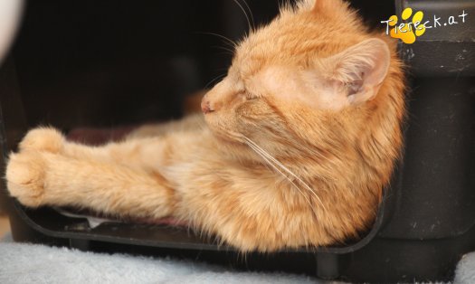 Katze Mutzi (Foto by Tiereck.at - Lavanttaler Tierhilfe)