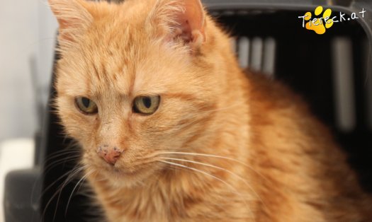 Katze Mutzi (Foto by Tiereck.at - Lavanttaler Tierhilfe)