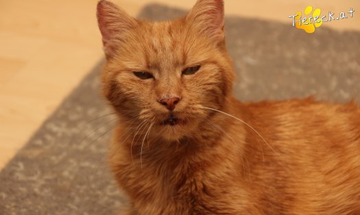 Katze Mutzi (Foto by Tiereck.at - Lavanttaler Tierhilfe)