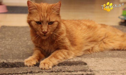 Katze Mutzi (Foto by Tiereck.at - Lavanttaler Tierhilfe)