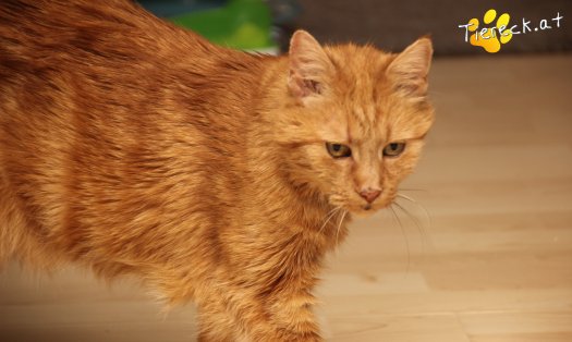 Katze Mutzi (Foto by Tiereck.at - Lavanttaler Tierhilfe)