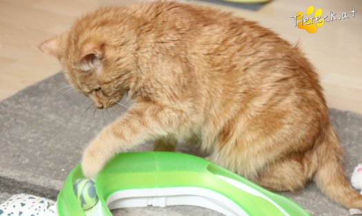 Katze Mutzi (Foto by Tiereck.at - Lavanttaler Tierhilfe)