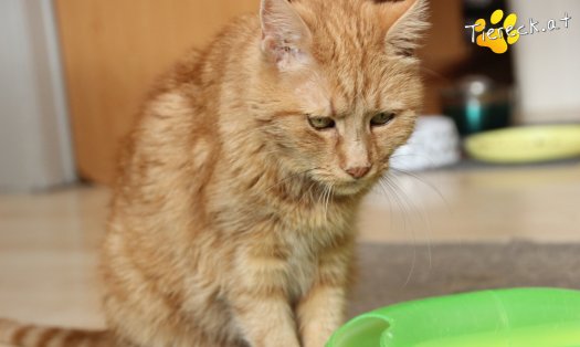 Katze Mutzi (Foto by Tiereck.at - Lavanttaler Tierhilfe)