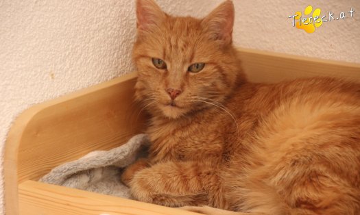Katze Mutzi (Foto by Tiereck.at - Lavanttaler Tierhilfe)