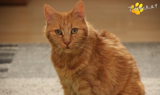 Katze Mutzi (Foto by Tiereck.at - Lavanttaler Tierhilfe)