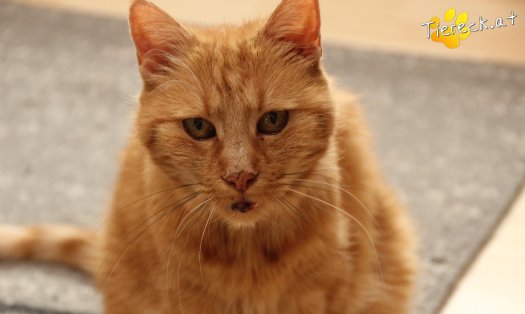 Katze Mutzi (Foto by Tiereck.at - Lavanttaler Tierhilfe)