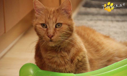 Katze Mutzi (Foto by Tiereck.at - Lavanttaler Tierhilfe)
