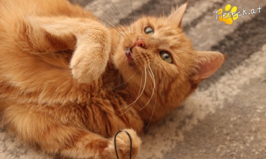 Katze Mutzi (Foto by Tiereck.at - Lavanttaler Tierhilfe)